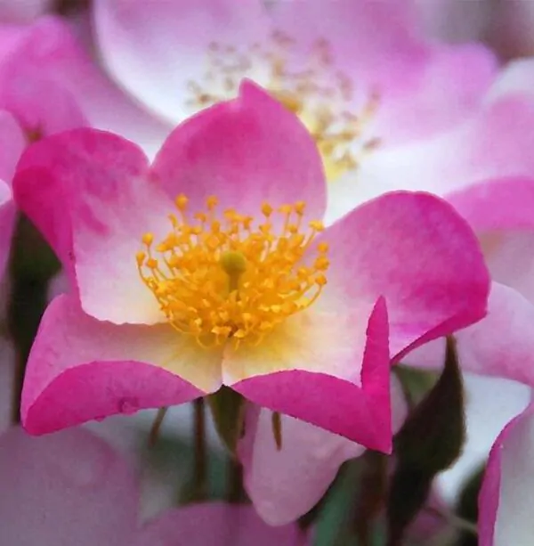Rosa canina -  Trepadeira Rosa Mosqueta Canina, Rosa selvagem, Rosa silvestre, Rosa canina - Image 4