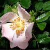 Rosa canina -  Trepadeira Rosa Mosqueta Canina, Rosa selvagem, Rosa silvestre, Rosa canina - Image 5