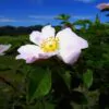Rosa canina -  Trepadeira Rosa Mosqueta Canina, Rosa selvagem, Rosa silvestre, Rosa canina - Image 6