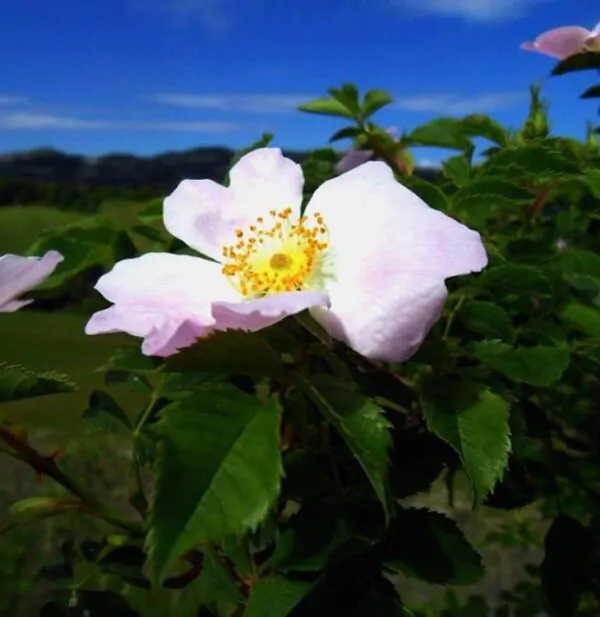 Rosa canina -  Trepadeira Rosa Mosqueta Canina, Rosa selvagem, Rosa silvestre, Rosa canina - Image 6