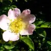 Rosa canina -  Trepadeira Rosa Mosqueta Canina, Rosa selvagem, Rosa silvestre, Rosa canina - Image 7