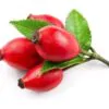 Rosa canina -  Trepadeira Rosa Mosqueta Canina, Rosa selvagem, Rosa silvestre, Rosa canina - Image 8