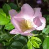 Rosa rubiginosa (Rosa eglanteria) - Arbusto Rosa Mosqueta Rubiginosa, Rosa do Vinho, Rosa Eglanteria - Image 2
