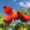 Rosa rubiginosa (Rosa eglanteria) - Arbusto Rosa Mosqueta Rubiginosa, Rosa do Vinho, Rosa Eglanteria - Image 3