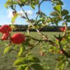 Rosa rubiginosa (Rosa eglanteria) - Arbusto Rosa Mosqueta Rubiginosa, Rosa do Vinho, Rosa Eglanteria - Image 4