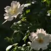 Rosa rubiginosa (Rosa eglanteria) - Arbusto Rosa Mosqueta Rubiginosa, Rosa do Vinho, Rosa Eglanteria - Image 6