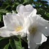 Rosa rubiginosa (Rosa eglanteria) - Arbusto Rosa Mosqueta Rubiginosa, Rosa do Vinho, Rosa Eglanteria - Image 7
