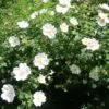 Rosa rubiginosa (Rosa eglanteria) - Arbusto Rosa Mosqueta Rubiginosa, Rosa do Vinho, Rosa Eglanteria - Image 8
