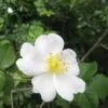 Rosa rubiginosa (Rosa eglanteria) - Arbusto Rosa Mosqueta Rubiginosa, Rosa do Vinho, Rosa Eglanteria - Image 9