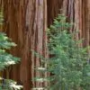 Sequoia sempervirens - Sequoia Sempre Verde, Sequoia Costeira, Sequoia Vermelha, Coast Redwood