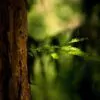 Sequoia sempervirens - Sequoia Sempre Verde, Sequoia Costeira, Sequoia Vermelha, Coast Redwood - Image 2