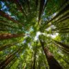 Sequoia sempervirens - Sequoia Sempre Verde, Sequoia Costeira, Sequoia Vermelha, Coast Redwood - Image 3