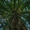 Sequoia sempervirens - Sequoia Sempre Verde, Sequoia Costeira, Sequoia Vermelha, Coast Redwood - Image 4