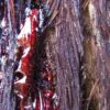 Sequoia sempervirens - Sequoia Sempre Verde, Sequoia Costeira, Sequoia Vermelha, Coast Redwood - Image 5
