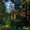 Sequoia sempervirens - Sequoia Sempre Verde, Sequoia Costeira, Sequoia Vermelha, Coast Redwood - Image 6