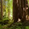Sequoia sempervirens - Sequoia Sempre Verde, Sequoia Costeira, Sequoia Vermelha, Coast Redwood - Image 7