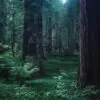 Sequoia sempervirens - Sequoia Sempre Verde, Sequoia Costeira, Sequoia Vermelha, Coast Redwood - Image 9
