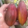 Vasconcellea goudotiana (Carica goudotiana) - Mamão Papayuelo, Papayuelo - Image 2