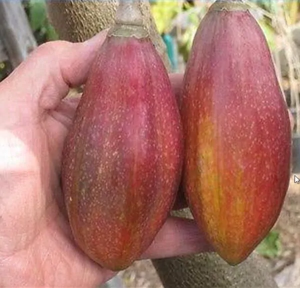 Vasconcellea goudotiana (Carica goudotiana) - Mamão Papayuelo, Papayuelo - Image 2