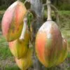 Vasconcellea goudotiana (Carica goudotiana) - Mamão Papayuelo, Papayuelo - Image 3