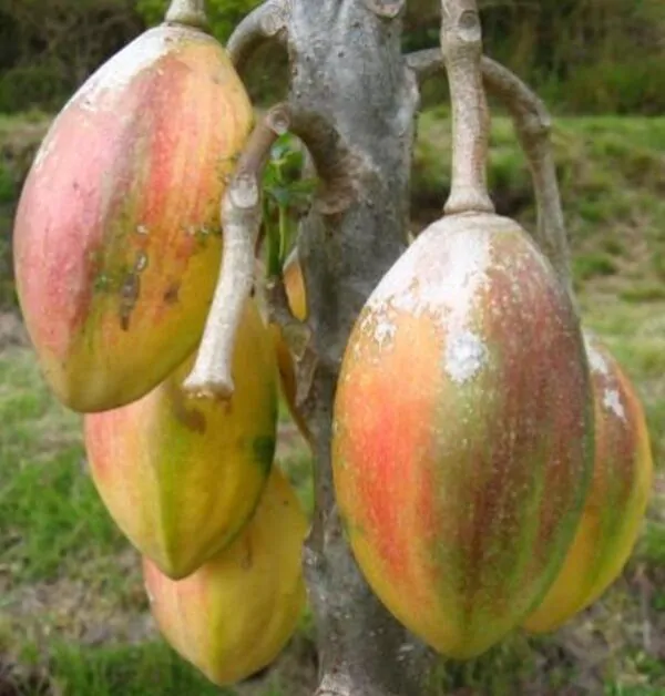 Vasconcellea goudotiana (Carica goudotiana) - Mamão Papayuelo, Papayuelo - Image 3