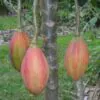 Vasconcellea goudotiana (Carica goudotiana) - Mamão Papayuelo, Papayuelo - Image 4