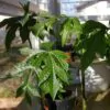 Vasconcellea goudotiana (Carica goudotiana) - Mamão Papayuelo, Papayuelo - Image 6