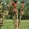Vasconcellea goudotiana (Carica goudotiana) - Mamão Papayuelo, Papayuelo - Image 8