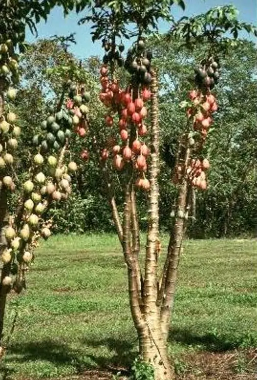 Vasconcellea goudotiana (Carica goudotiana) - Mamão Papayuelo, Papayuelo - Image 8