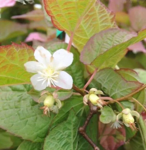 Actinidia kolomikta - Kiwi Uva, Trepadeira Mini Kiwi, Kiwi Grape, Kiwi Berry, Kiwi Ornamental - Image 4