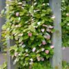 Actinidia kolomikta - Kiwi Uva, Trepadeira Mini Kiwi, Kiwi Grape, Kiwi Berry, Kiwi Ornamental - Image 5