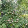 Actinidia kolomikta - Kiwi Uva, Trepadeira Mini Kiwi, Kiwi Grape, Kiwi Berry, Kiwi Ornamental - Image 8