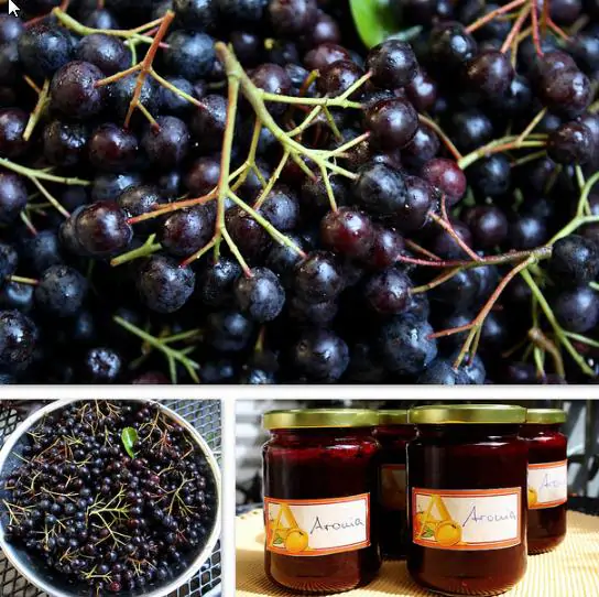 Aronia melanocarpa (Photinia melanocarpa) - Cereja negra, Aronia berry, Black chokeberries