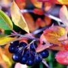 Aronia melanocarpa (Photinia melanocarpa) - Cereja negra, Aronia berry, Black chokeberries - Image 2