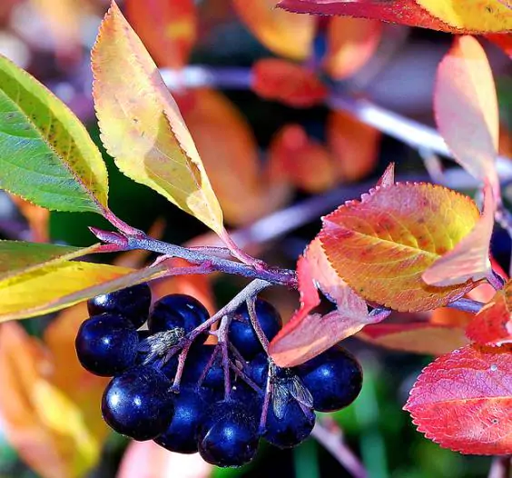 Aronia melanocarpa (Photinia melanocarpa) - Cereja negra, Aronia berry, Black chokeberries - Image 2