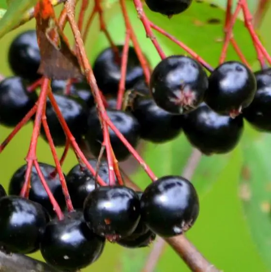 Aronia melanocarpa (Photinia melanocarpa) - Cereja negra, Aronia berry, Black chokeberries - Image 3