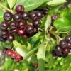 Aronia melanocarpa (Photinia melanocarpa) - Cereja negra, Aronia berry, Black chokeberries - Image 5