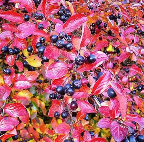 Aronia melanocarpa (Photinia melanocarpa) - Cereja negra, Aronia berry, Black chokeberries - Image 6