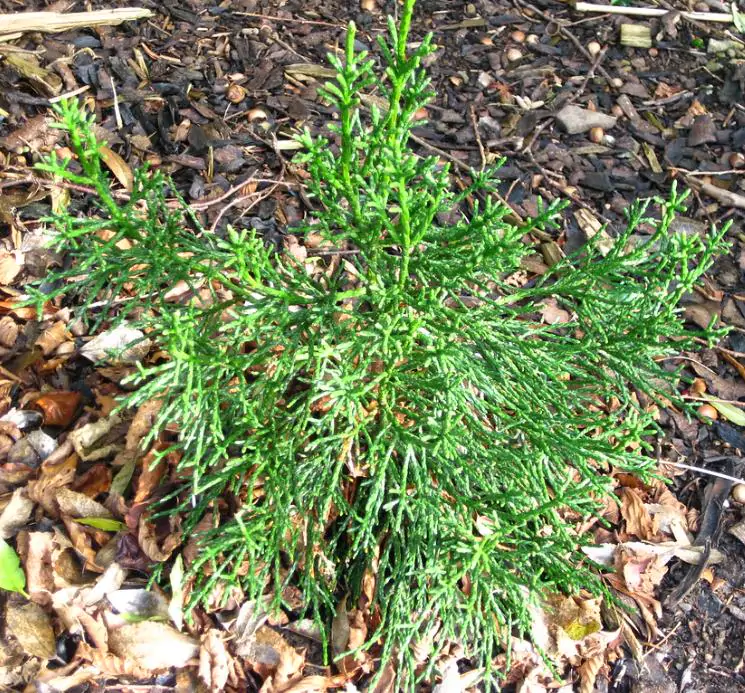Athrotaxis cupressoides - Pinheiro Lápis, Pinho do lápis, Pencil Pine - Imagem 5