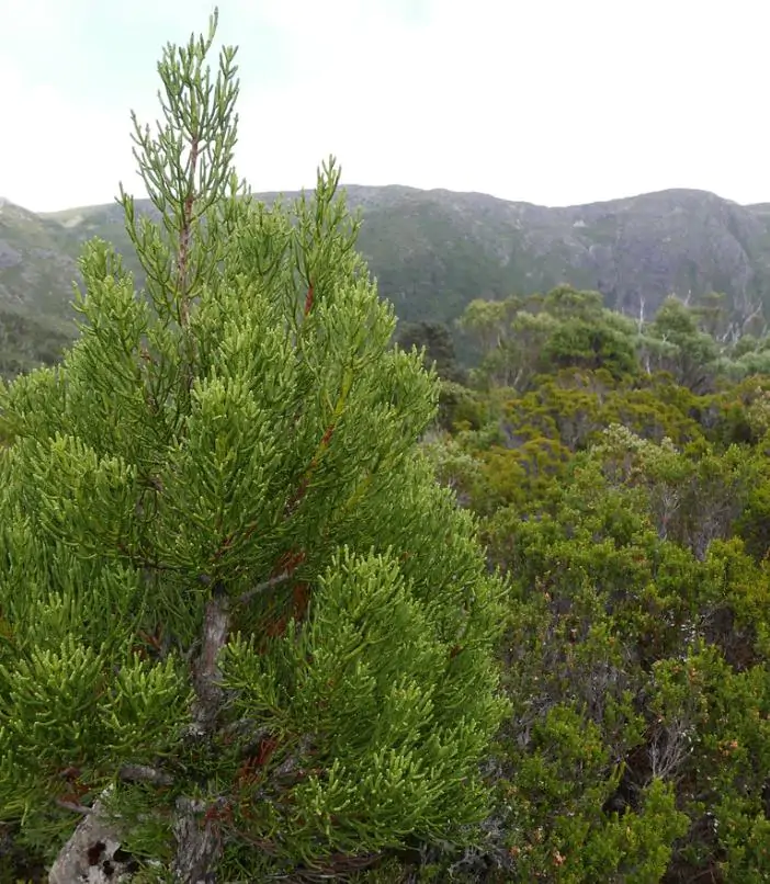 Athrotaxis cupressoides - Pinheiro Lápis, Pinho do lápis, Pencil Pine - Imagem 6
