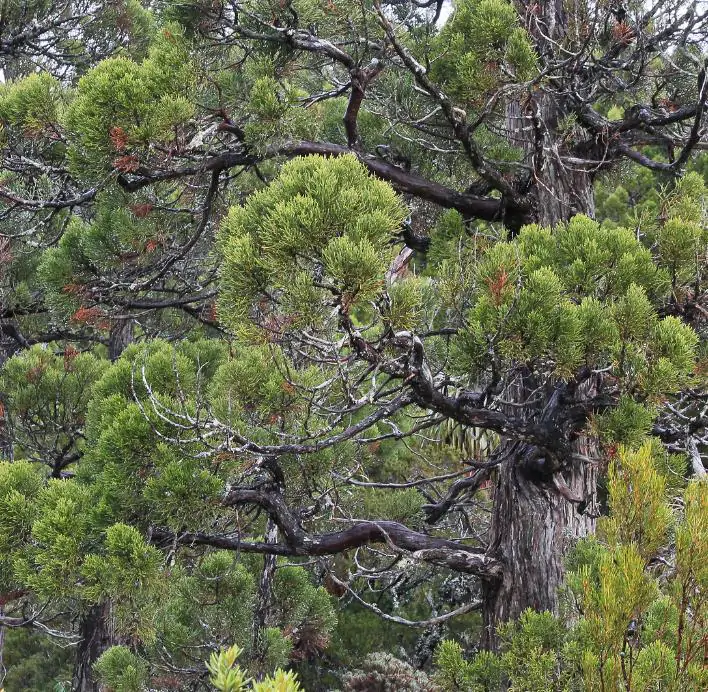 Athrotaxis cupressoides - Pinheiro Lápis, Pinho do lápis, Pencil Pine - Imagem 8