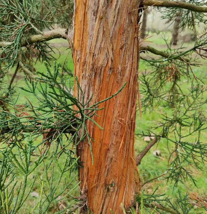 Athrotaxis cupressoides - Pinheiro Lápis, Pinho do lápis, Pencil Pine - Imagem 10