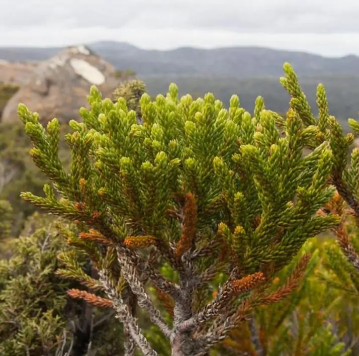 Athrotaxis laxifolia - Pinheiro Atrotaxia, Atrotaxia de Cume, Cedro da Tasmânia, Cedro Summit