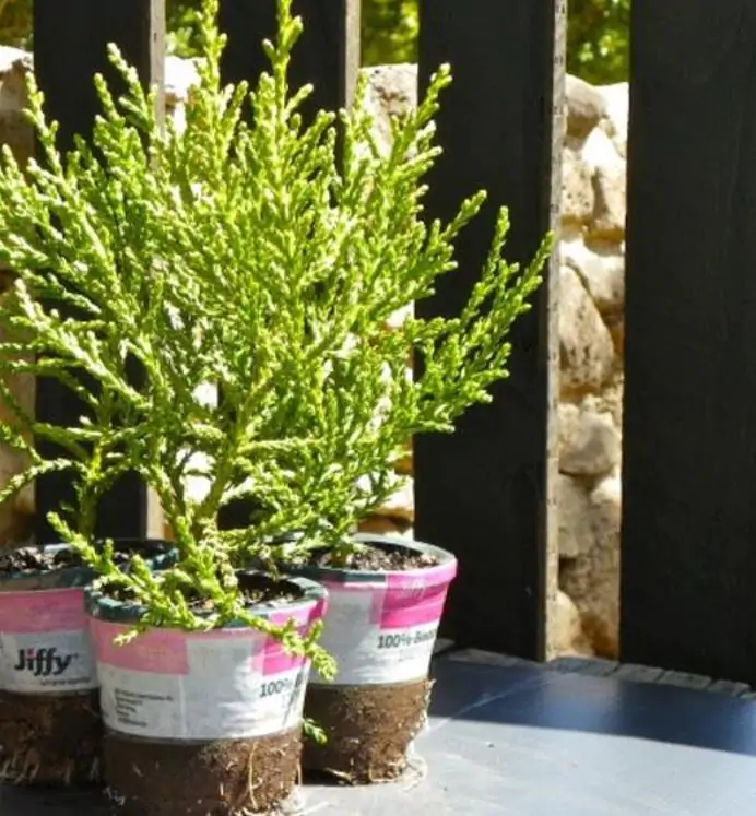 Athrotaxis laxifolia - Pinheiro Atrotaxia, Atrotaxia de Cume, Cedro da Tasmânia, Cedro Summit - Imagem 2