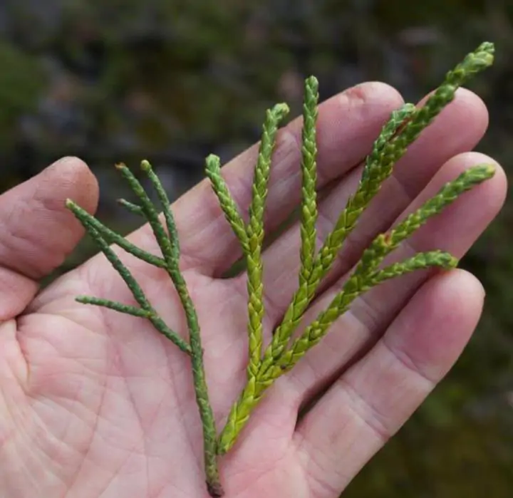 Athrotaxis laxifolia - Pinheiro Atrotaxia, Atrotaxia de Cume, Cedro da Tasmânia, Cedro Summit - Imagem 3