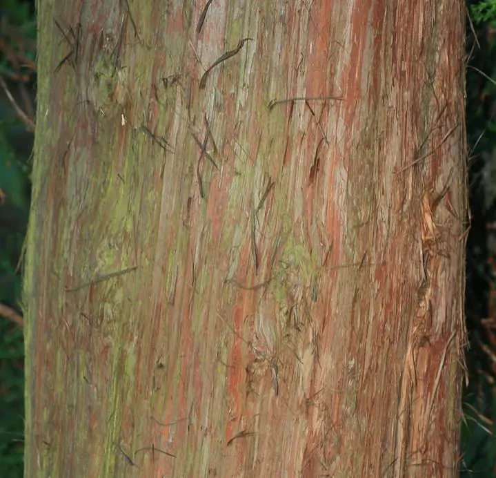 Athrotaxis laxifolia - Pinheiro Atrotaxia, Atrotaxia de Cume, Cedro da Tasmânia, Cedro Summit - Imagem 4
