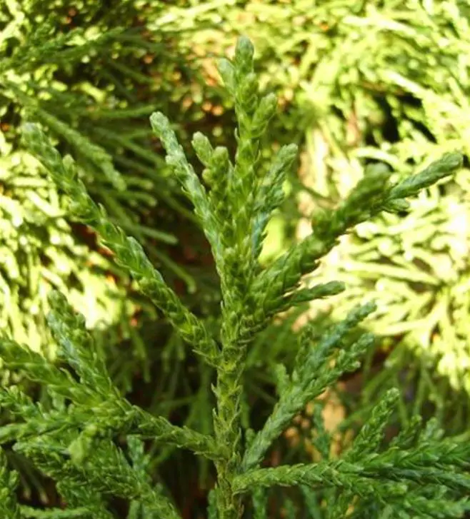 Athrotaxis laxifolia - Pinheiro Atrotaxia, Atrotaxia de Cume, Cedro da Tasmânia, Cedro Summit - Imagem 5