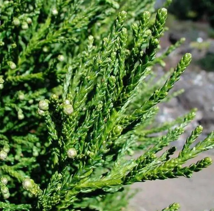 Athrotaxis laxifolia - Pinheiro Atrotaxia, Atrotaxia de Cume, Cedro da Tasmânia, Cedro Summit - Imagem 6