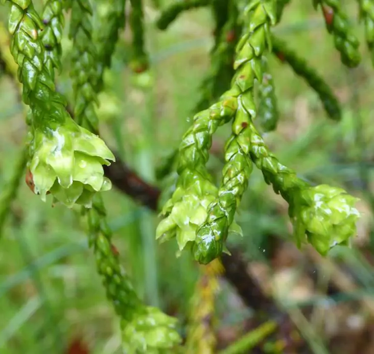 Athrotaxis laxifolia - Pinheiro Atrotaxia, Atrotaxia de Cume, Cedro da Tasmânia, Cedro Summit - Imagem 7