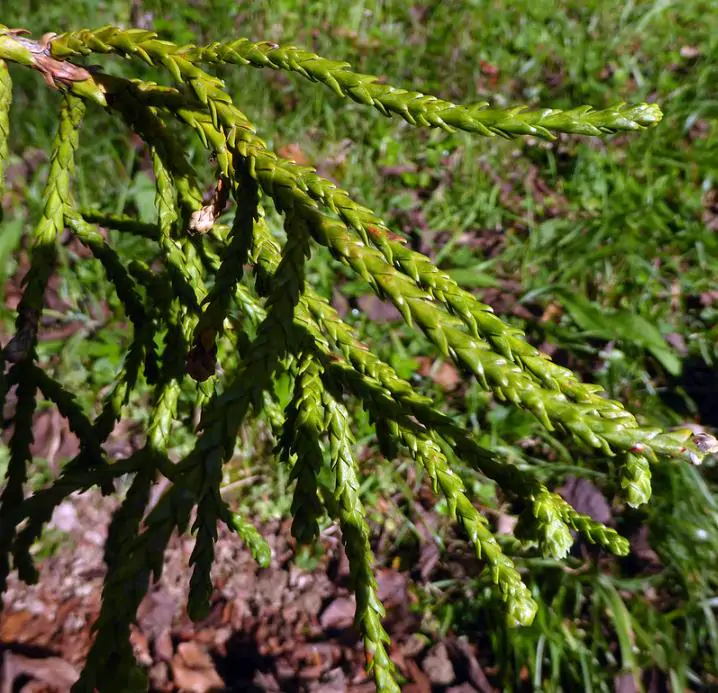 Athrotaxis laxifolia - Pinheiro Atrotaxia, Atrotaxia de Cume, Cedro da Tasmânia, Cedro Summit - Imagem 8